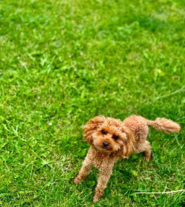 Maltipoo suczka, pudel toy-maltańczyk badania genetyczne