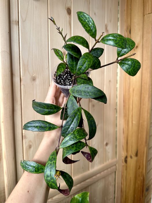 Великий вибір цікавих кімнатних рослин