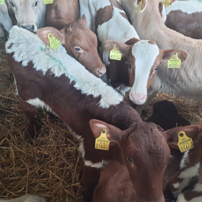 Byczki miesne jaloszki Kodeniec