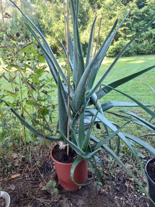 Kwiatek doniczkowy Aloes