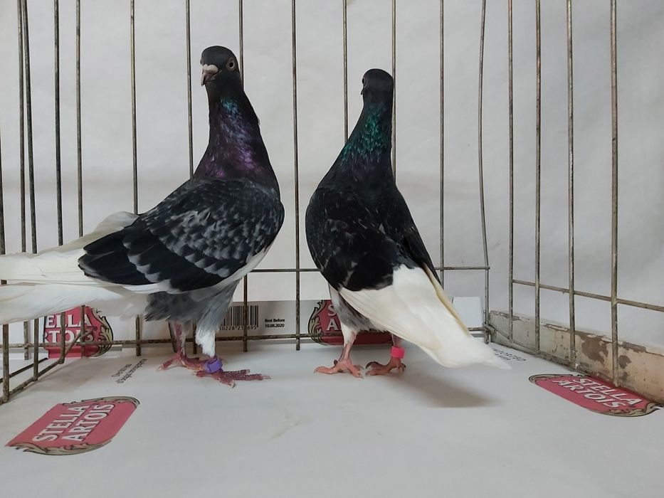 Gołębie Wyszfance Grochowe