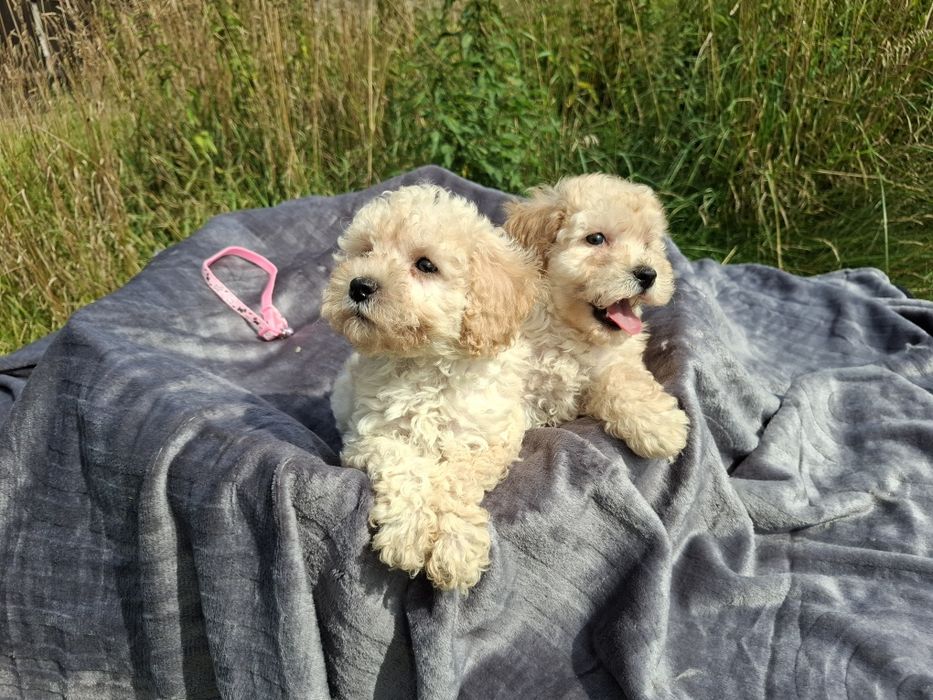 maltipoo szczeniak