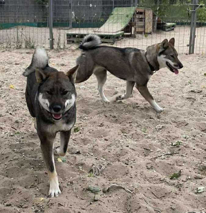 Shikoku ,piękny, japoński dostojny inteligentny pies.