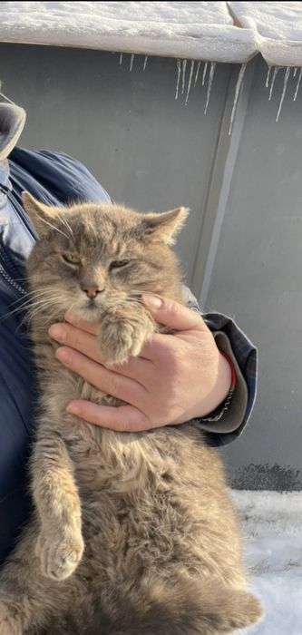 Отдам серого вискасного кота