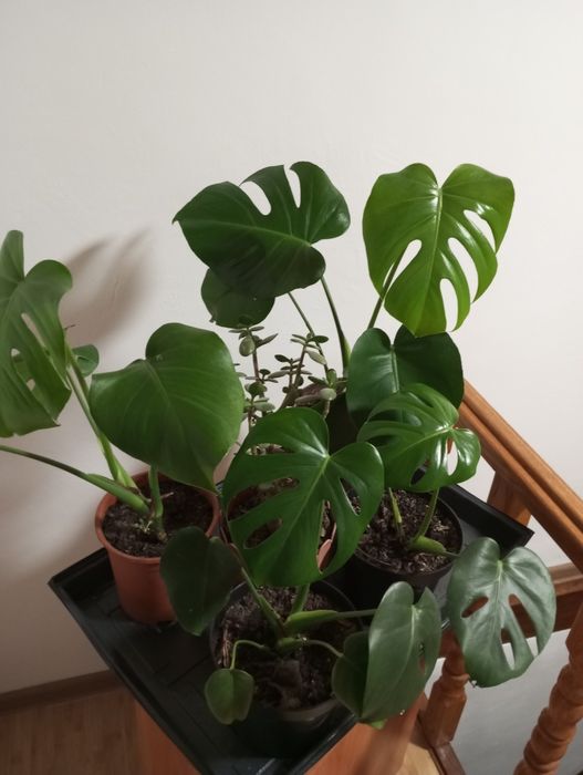 монстери делікатесні