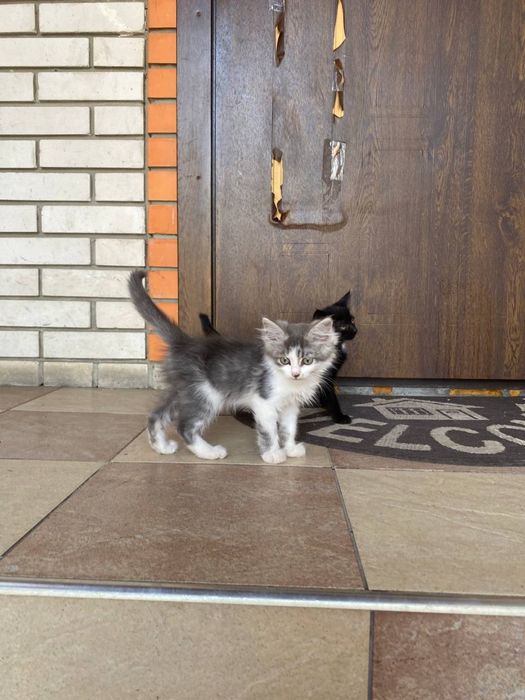 Кошеня підкинули