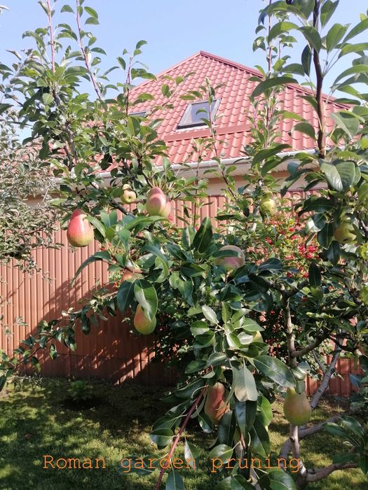 Обрізка плодового саду/Обрезка плодового сада