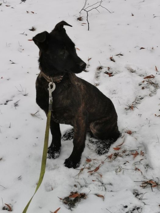 Owczarek Holenderski ostra