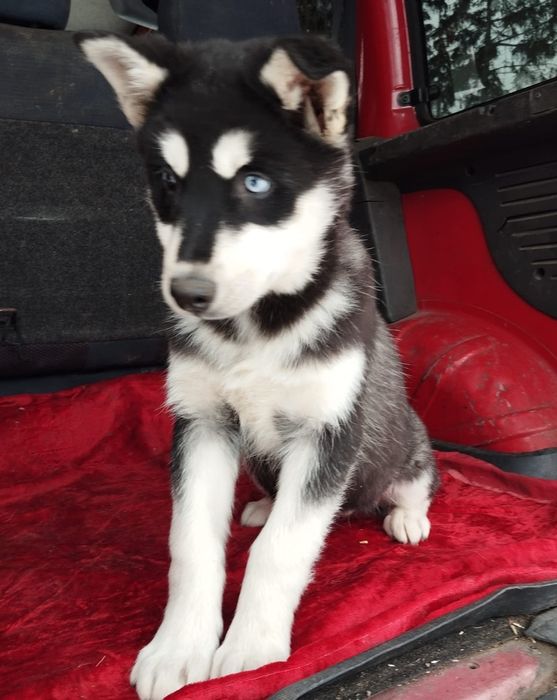 Husky Syberyjski suczka