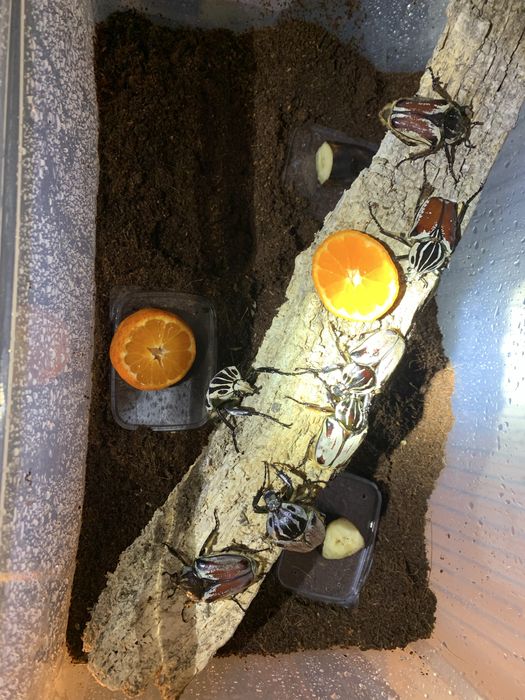 Goliathus goliatus larwy mega rarytas L2 ! Zobacz inne ogloszenia
