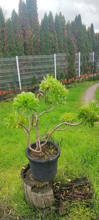 Planta suculenta