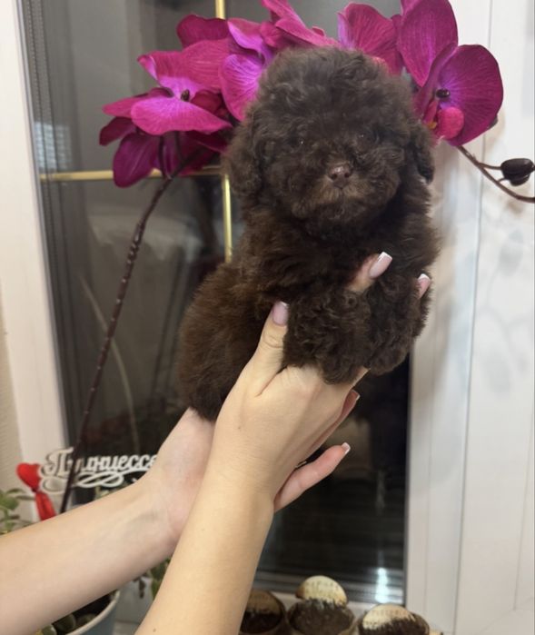 Той пудель девочка