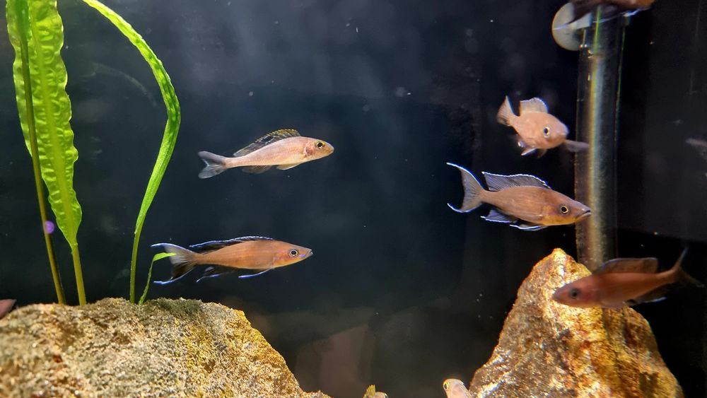Paracyprichromis nigripinnis Izinga