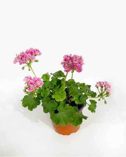 Plantas de exterior e interior