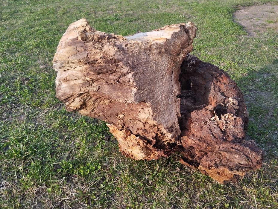 Korzeń, konar próchno do terrarium akwarium dla owadów, gadów