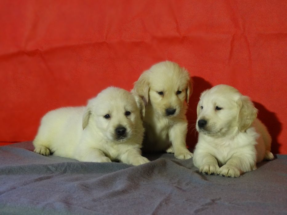 Golden retriever piesek z rodowodem