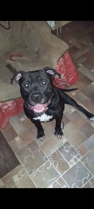 АмСтафф XXL (43- кг)