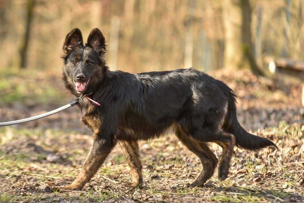 Cudowna Atena szuka domu!