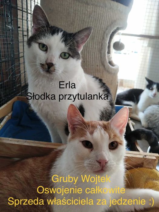 Koty czekają na domy