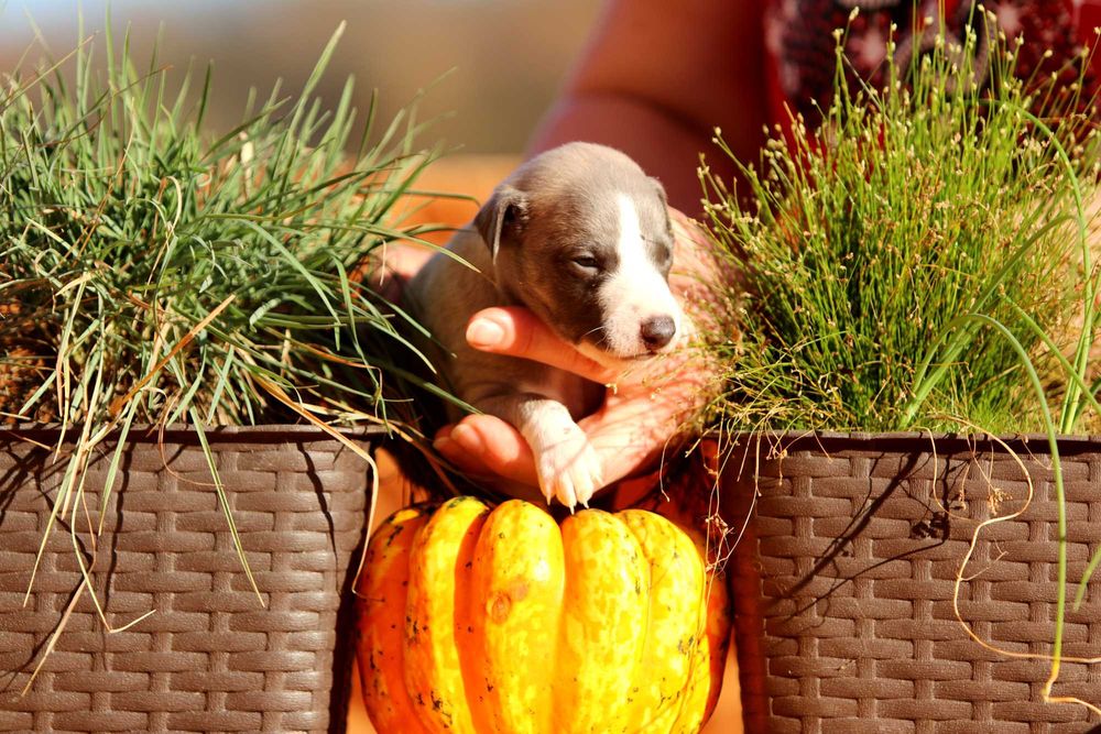 Whippet Chart angielski ZKwP/FCI śliczny piesek RANGO