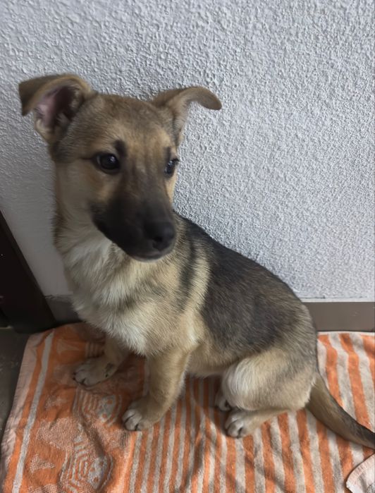 Безкоштовно Щеня метис вівчарки шукає дім