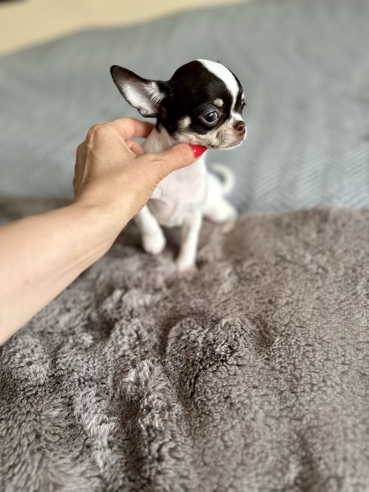 Femea chihuahua mini