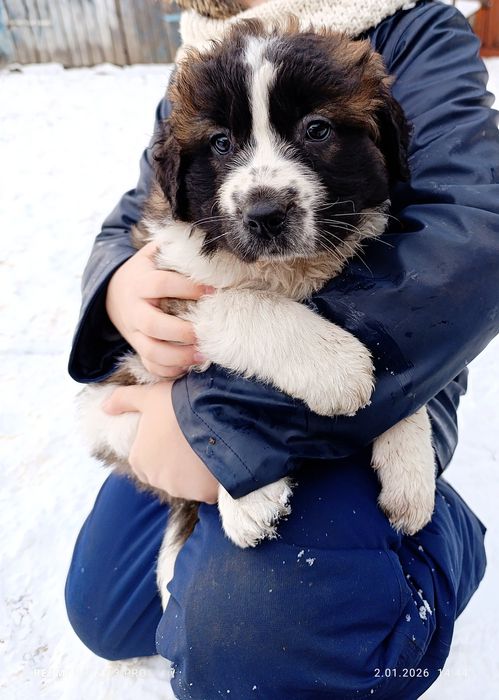 Szczenię suczka Bernardyn