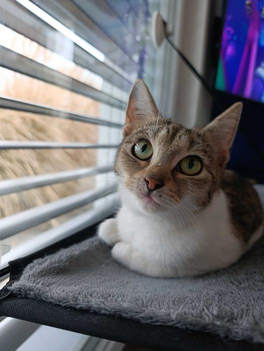 Urocza kotka szuka kochającego domu