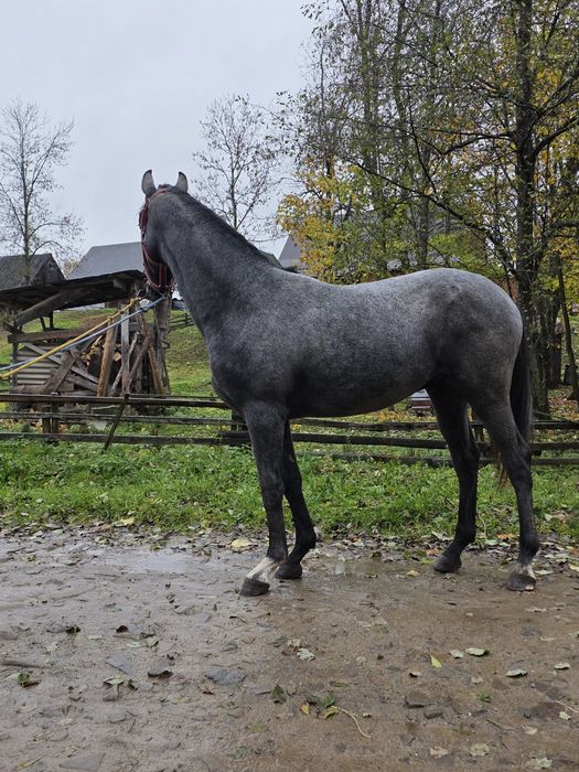 Siwy Walaszek śląski