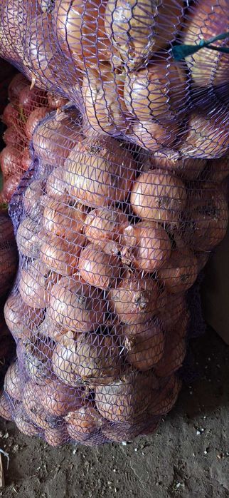 Морква, цибуля, буряк, буряк кормовий