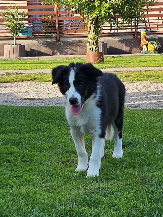 Border collie piesek