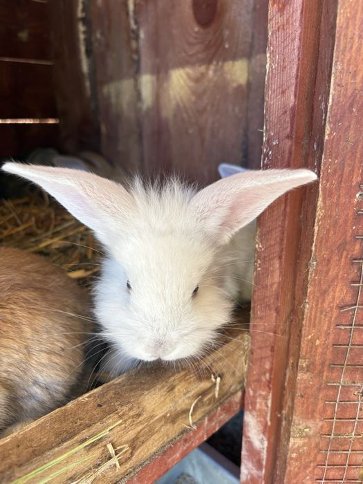 Królik miniaturka, króliki miniaturki