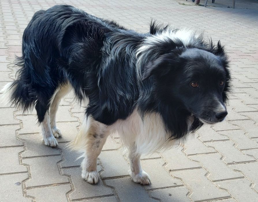 Szczeniak pies border collie