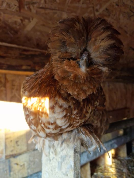 Jajka lęgowe silka jedwabista/satynowa/lokowana/wysyłka