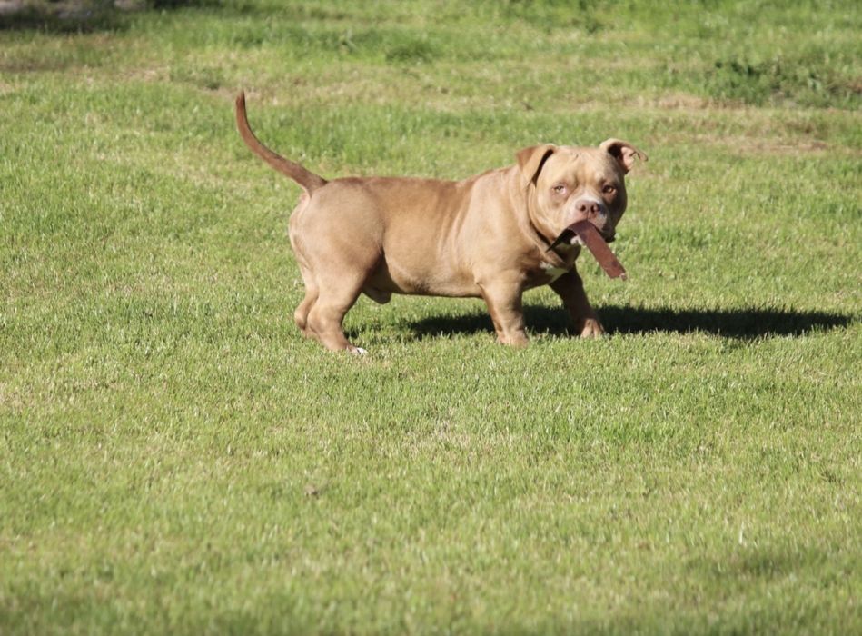 American bully samiwc 6 miesiecy