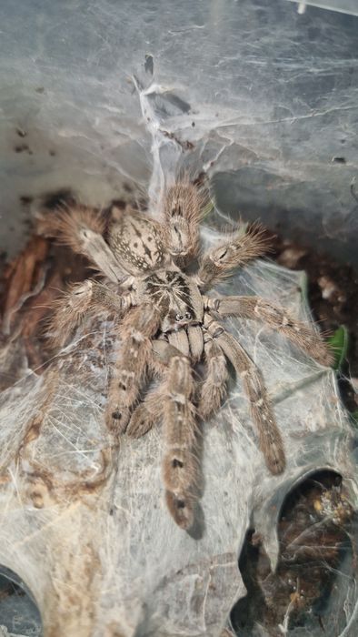 Samiczka heteroscodra maculata