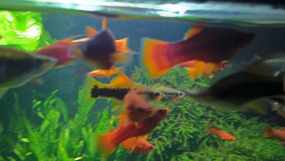 Mieczyk czerwony- dorosłe ryby