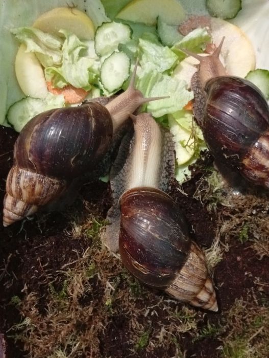 продам домашніх равликів ахатинка