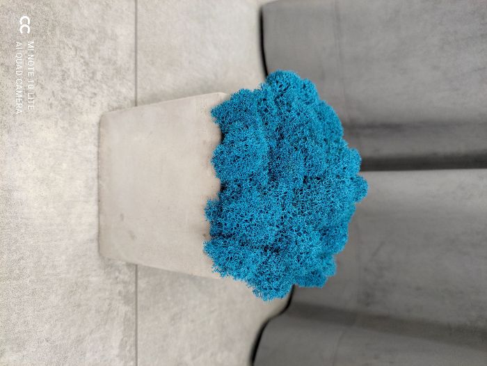 Mech Chrobotek Reniferowy w betonowej doniczce, 10,5cm