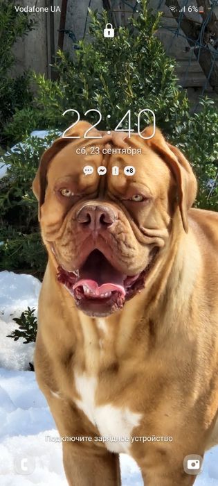 Бордоскій дог вязка