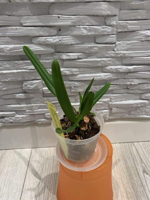 Орхідея Cattleya Luteola 4N x sib гарнюща