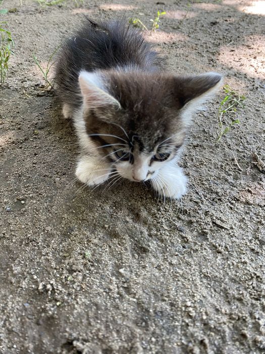 Віддам кошенят безкоштовно