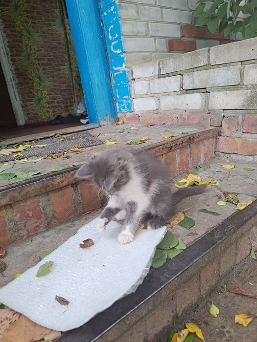 Дівчатка шукають домівку