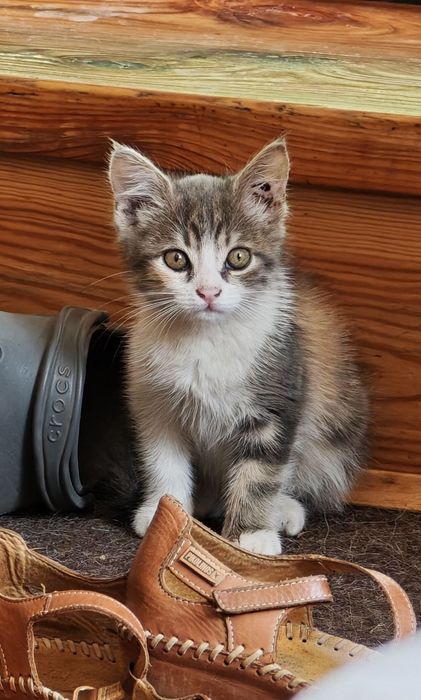 Кошка, 1,5 месецов