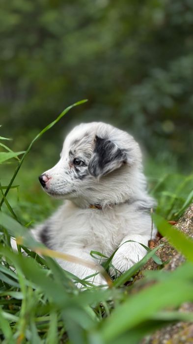 Border collie suczka blue merle ZKwP