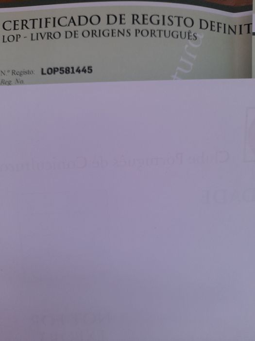 Spitz Lulu SUPERMINI machinho