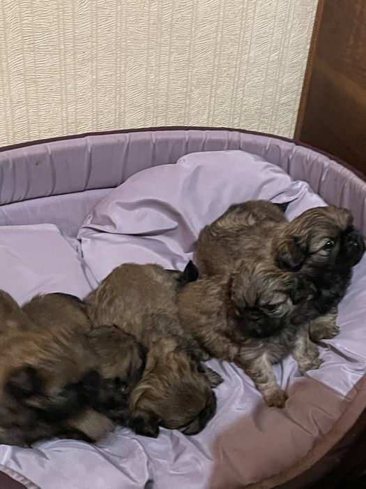 Продаються  Королівські пекінеси