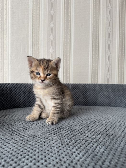 Кошеня скотіш страйт дівчинка.