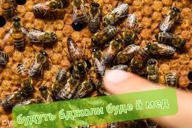 Бджолопакети з Прикарпаття