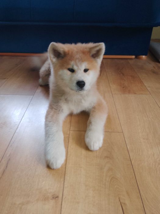 Akita Inu  szczeniak suczka  ogłoszenie aktualne